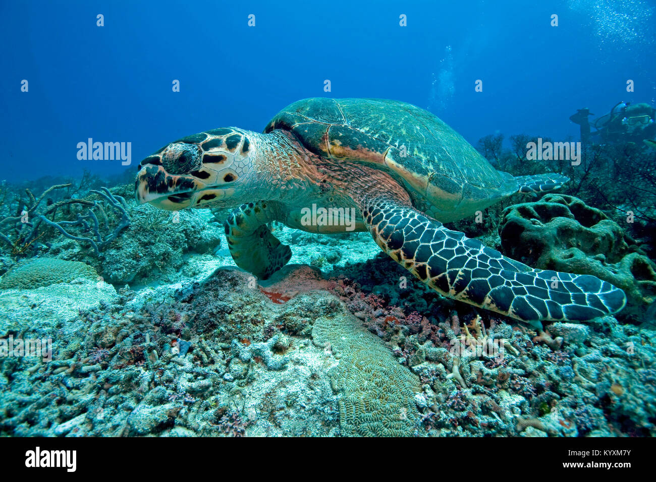 La tortuga carey (Eretmochelys imbricata), Playa del Carmen, la península de Yucatán, México, el Caribe Foto de stock