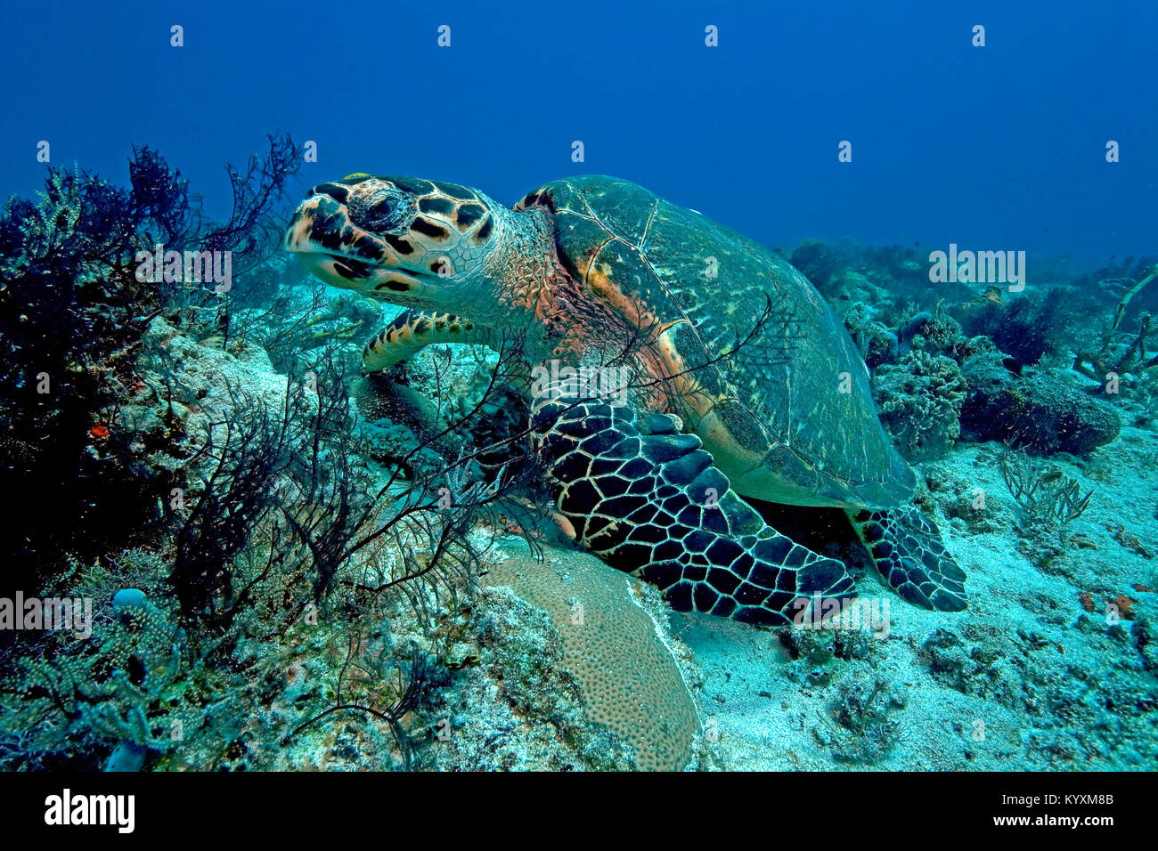 La tortuga carey (Eretmochelys imbricata), Playa del Carmen, la península de Yucatán, México, el Caribe Foto de stock