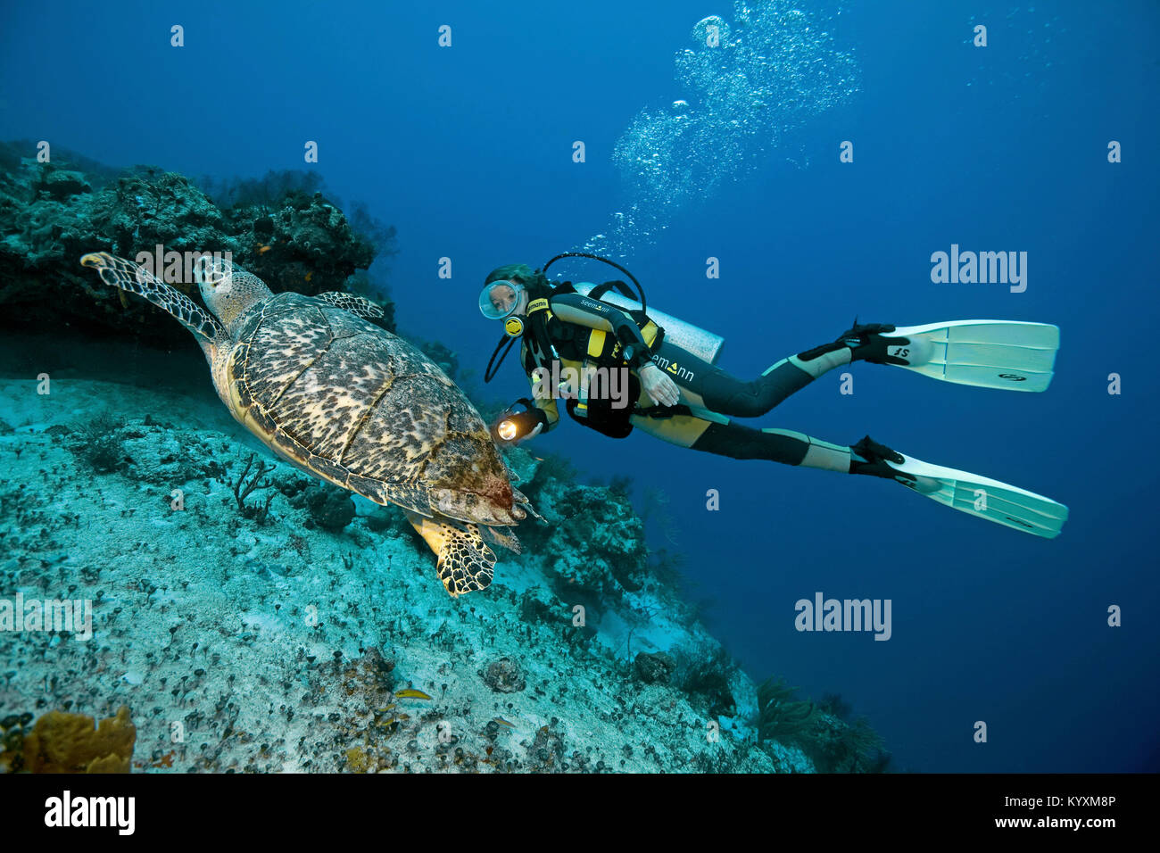 Los buceadores nadando con una tortuga carey (Eretmochelys imbricata), Playa del Carmen, la península de Yucatán, México, el Caribe Foto de stock