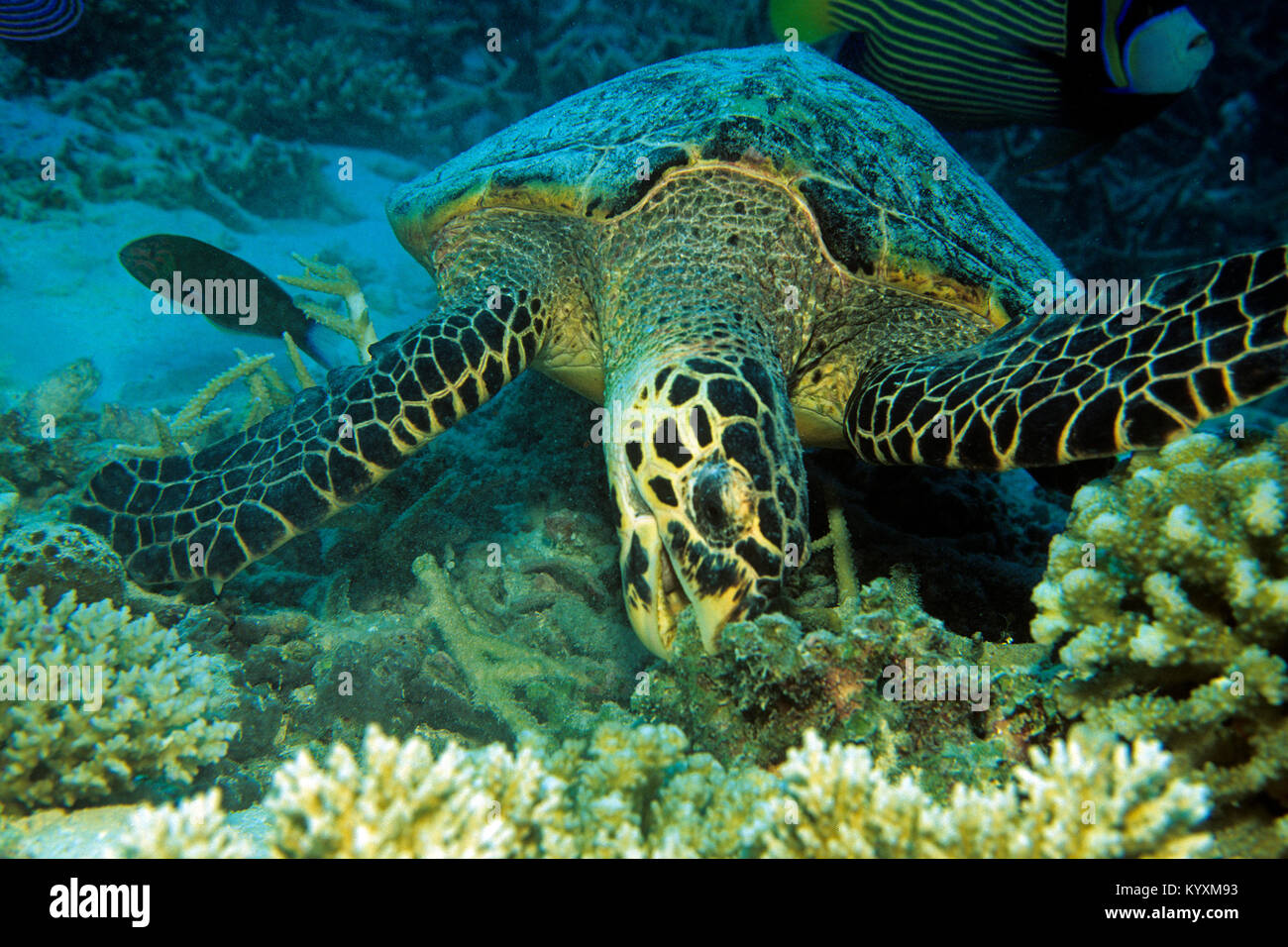 La tortuga carey (Eretmochelys imbricata), comer, Islas Maldivas, océano Índico, Asia Foto de stock