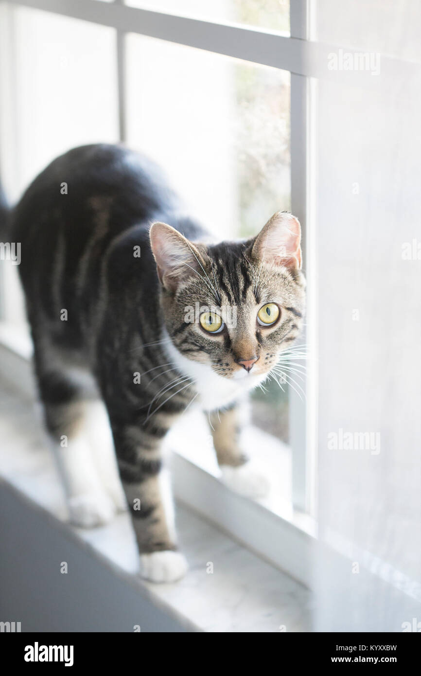 Ángulo alto retrato de gato atigrado parado en el alféizar de la ventana en casa Foto de stock
