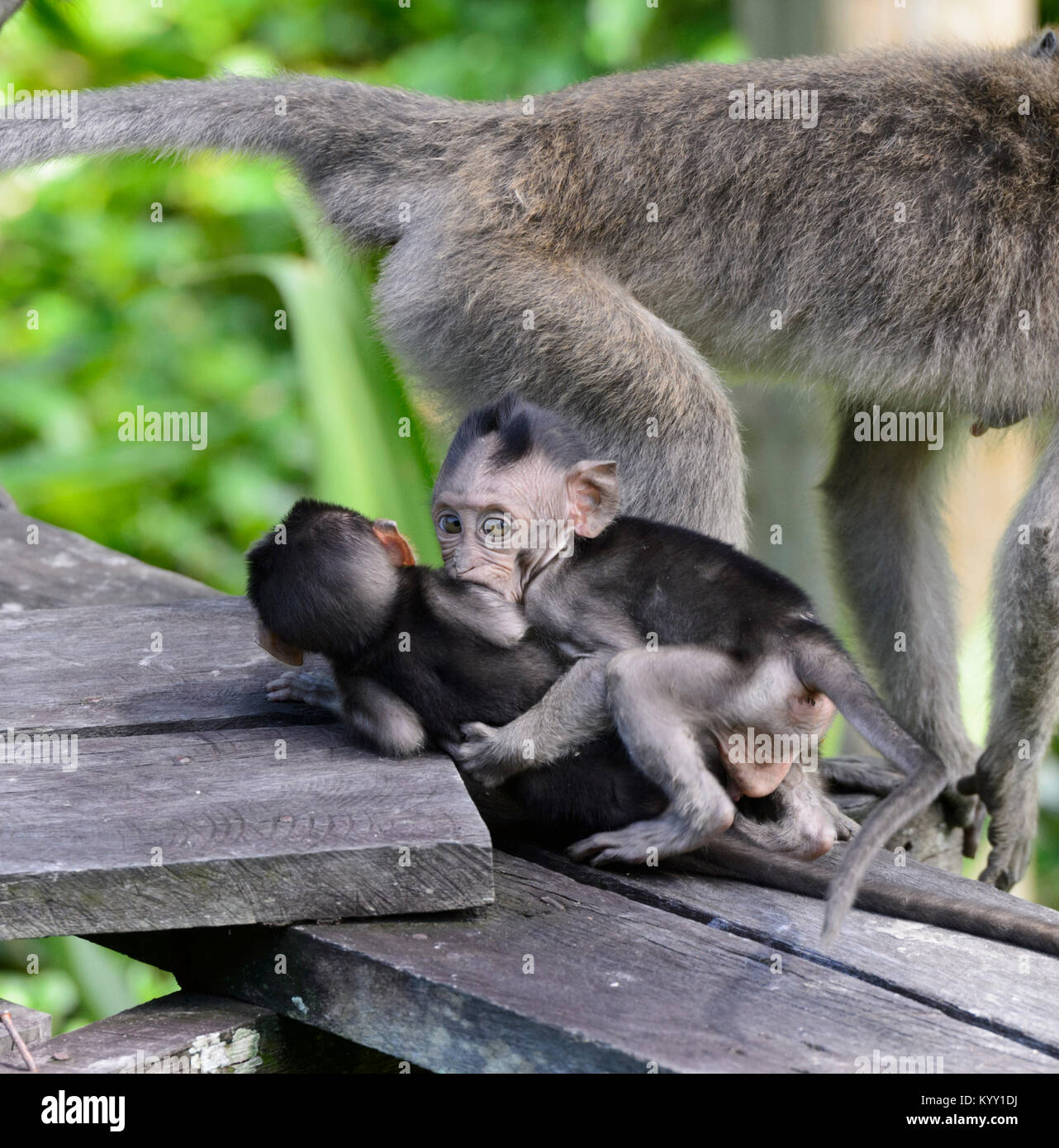 Adorable twin Long-tailed macacos (Macaca fascicularis) jugando, Labuk Bay, cerca de Sandakan, Borneo, Sabah, Malasia Foto de stock
