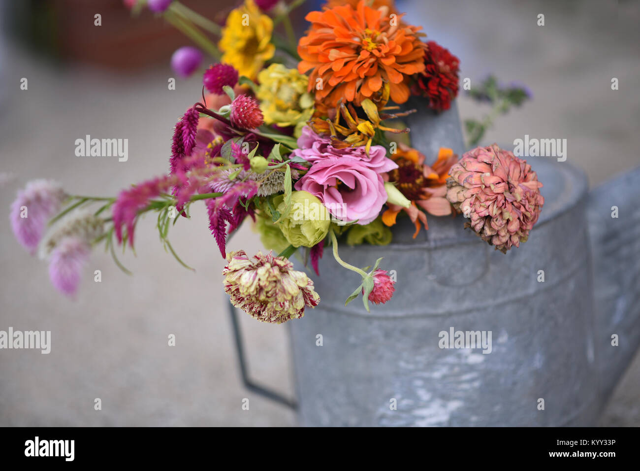Close-up de flores en el contenedor Foto de stock