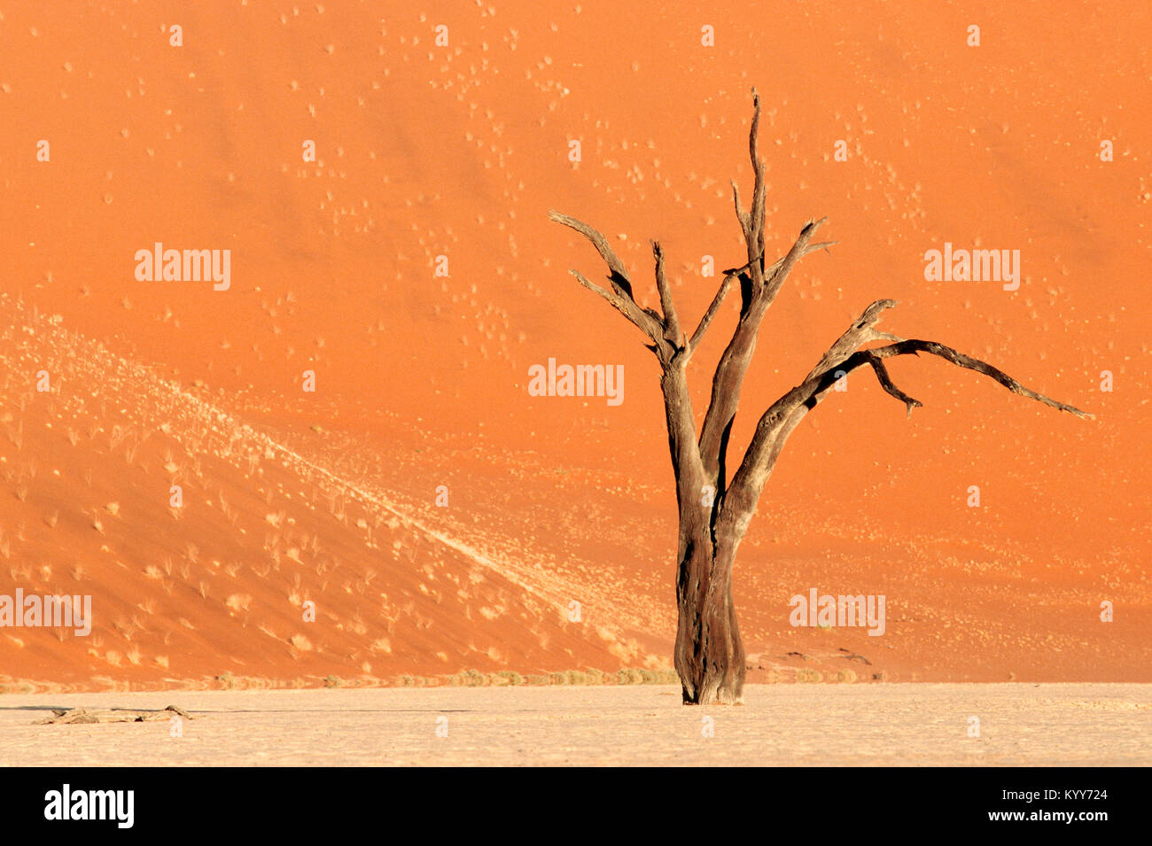Acacia muerta, Deadvlei, Sossusvlei, Parque Nacional Namib-Naukluft, el desierto de Namib, Namibia | Abgestorbene Akazie, Dead Vlei, Sossusvlei Foto de stock