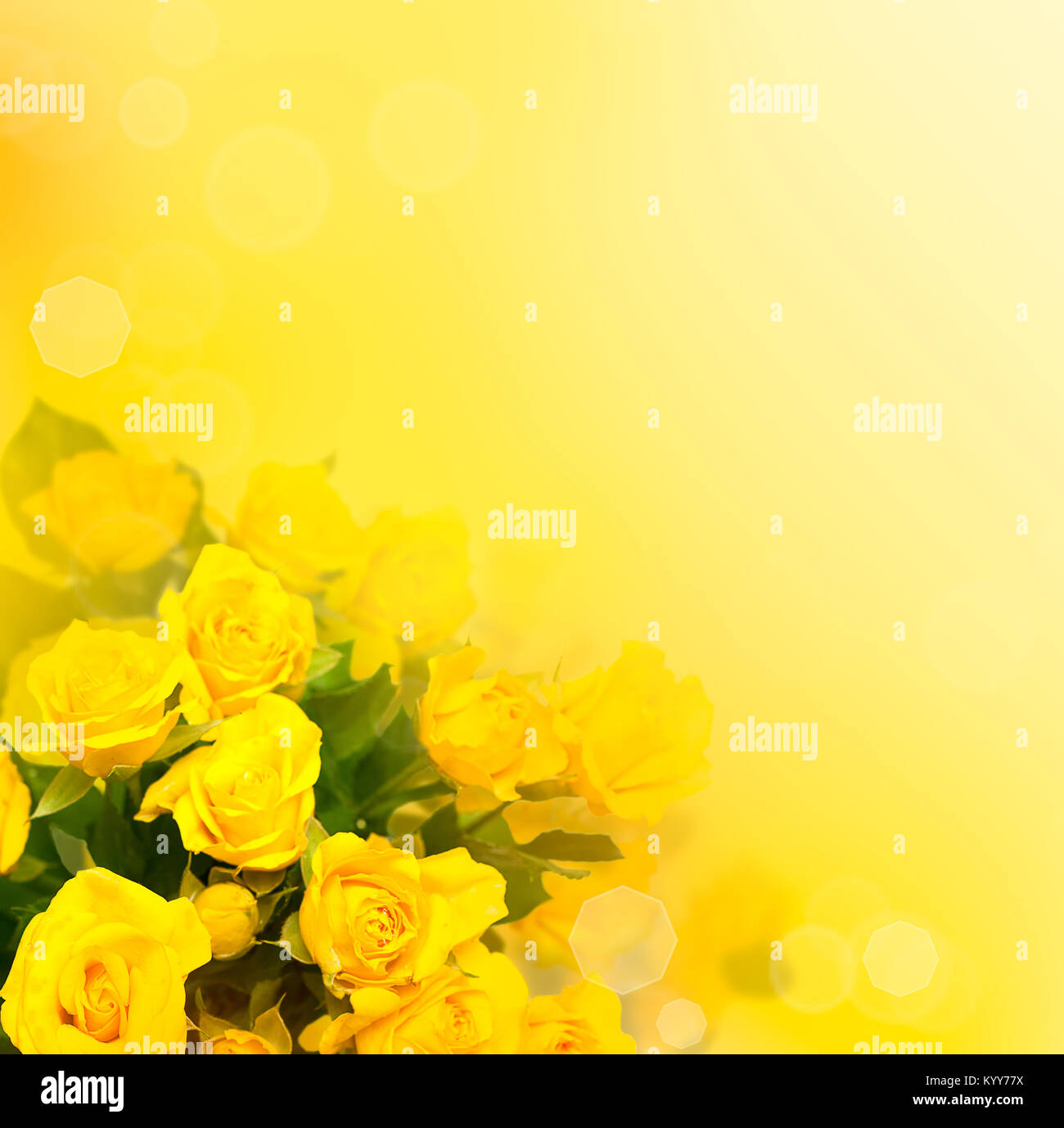 Fondo con rosas amarillas, hermosas flores borrosa Fotografía de stock