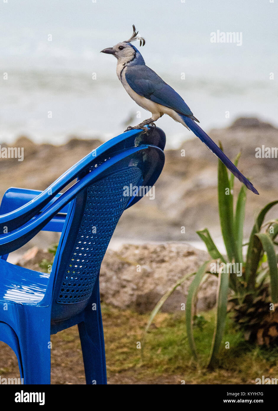 Blanco throated Magpie Jay Calocitta formosa encaramado sobre una silla de plástico azul en Seaside Cafe en Montezuma Costa Rica Foto de stock