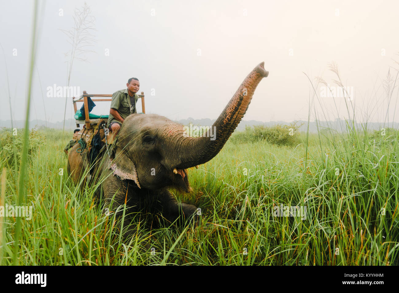 CHITWAN, Nepal - 10 de septiembre de 2015: un elefante hace su mahout crouch y saludar en en el Parque Nacional de Chitwan, Nepal. Safaris en elefante son las únicas Foto de stock