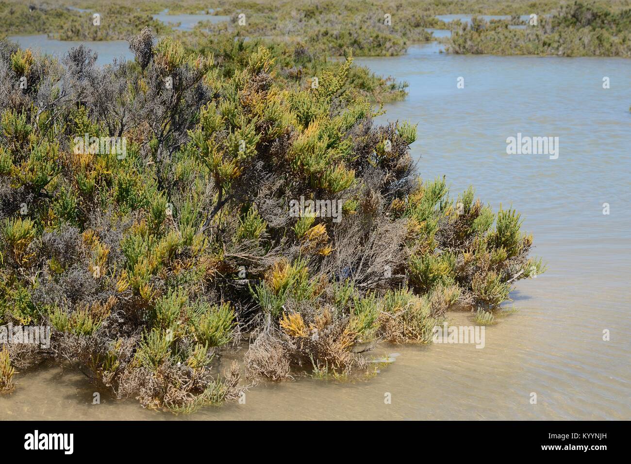 Glaucas glasswort (Arthrocnemum macrostachyum) arbustos parcialmente sumergidos por una marea alta en una laguna costera, Sotavento, Fuerteventura, Islas Canarias. Foto de stock