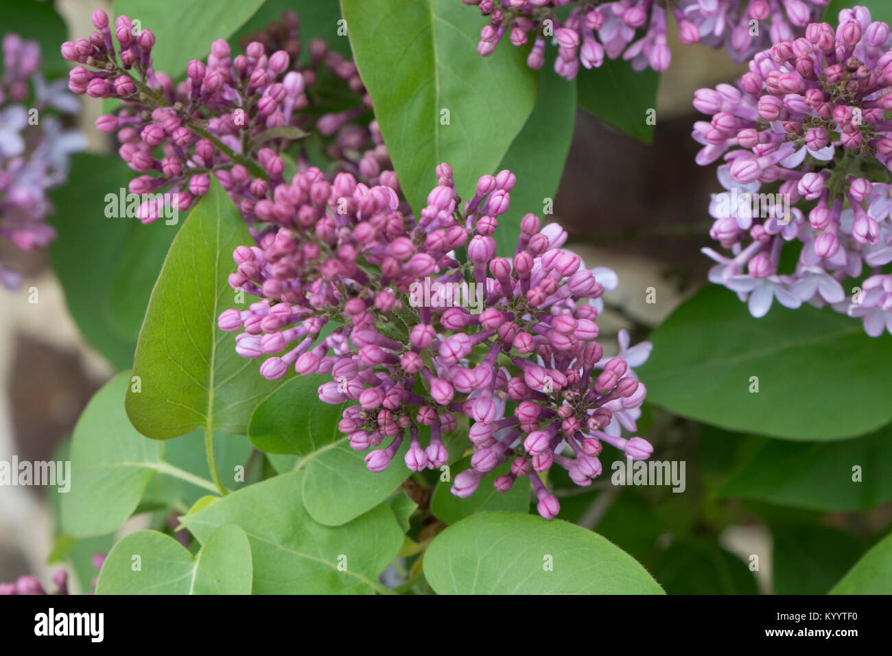 Syringa vulgaris (lila o lila común) Foto de stock