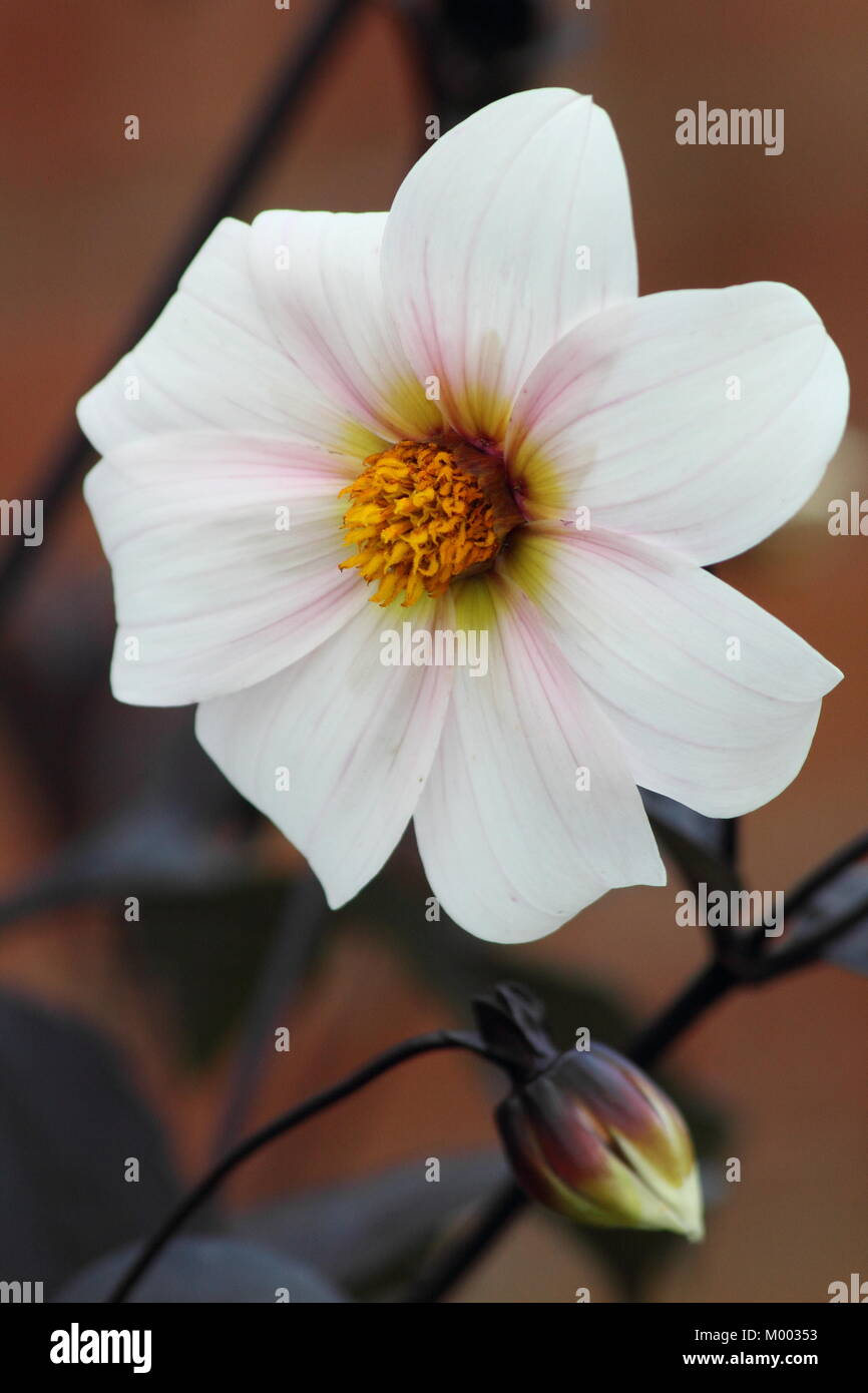 Solo flor blanca y follaje oscuro de Dahlia 'Twyning tras ocho' en flor en una frontera de jardín a finales de verano (septiembre), Inglaterra, Reino Unido. Foto de stock