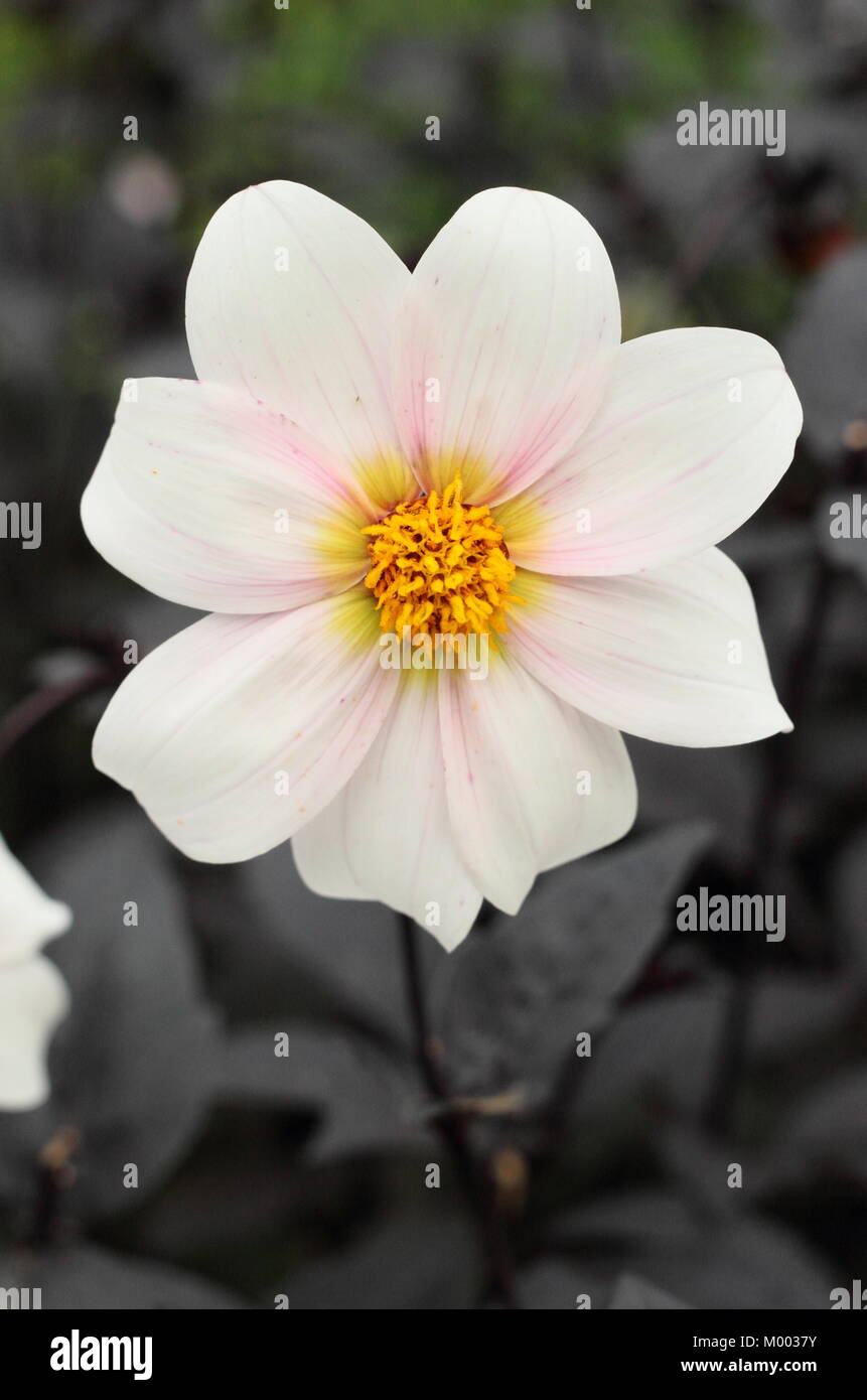 Solo flor blanca y follaje oscuro de Dahlia 'Twyning tras ocho' en flor en una frontera de jardín a finales de verano (septiembre), Inglaterra, Reino Unido. Foto de stock