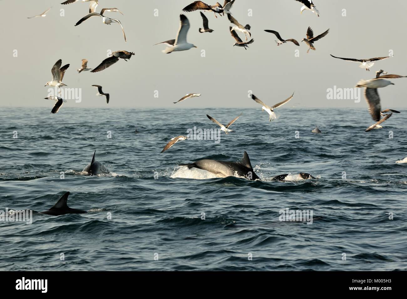 Grupo de delfines, nadar en el océano y a la caza de los peces. El salto de delfines surge desde el agua. La larga picuda delfín común (científico n Foto de stock