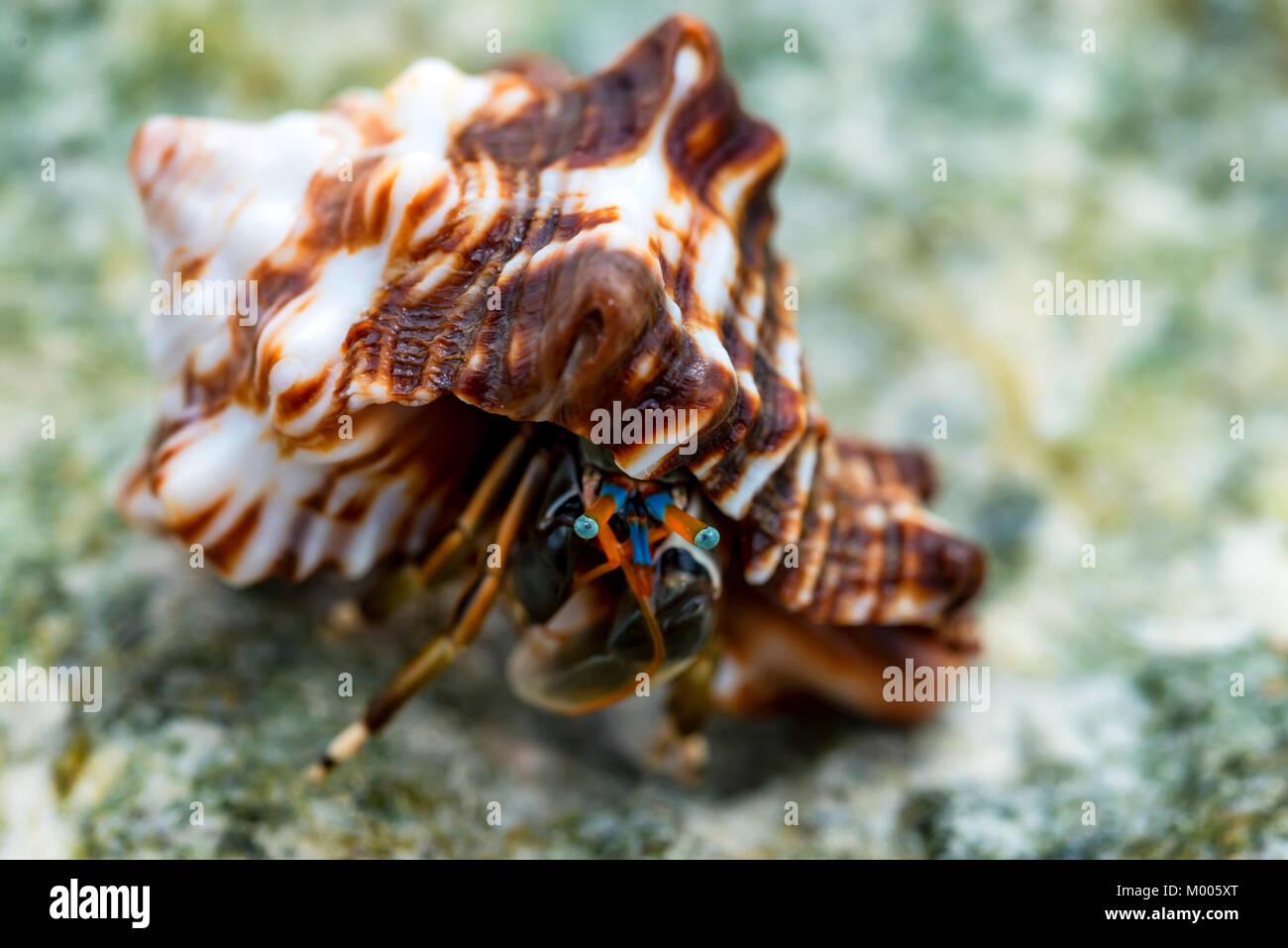 Close-up de cangrejo ermitaño Calcinus laevimanus Foto de stock