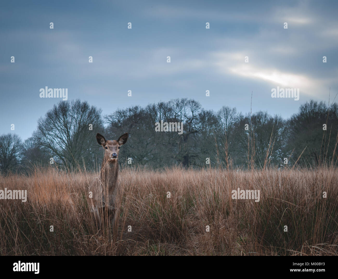 La vida silvestre en Richmond Park, Londres Foto de stock