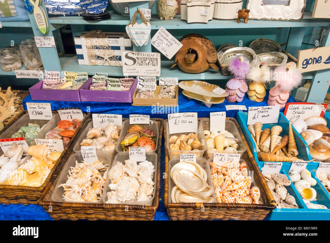 Una pantalla de pequeñas conchas decorativas para la venta en un mercado interior en Whitby North Yorkshire, Inglaterra Foto de stock