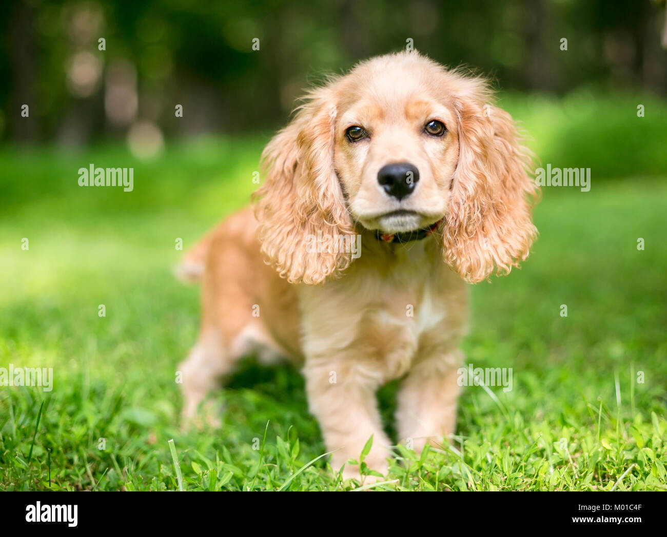 Un joven cachorro Cocker Spaniel Inglés en la hierba Fotografía de stock -  Alamy