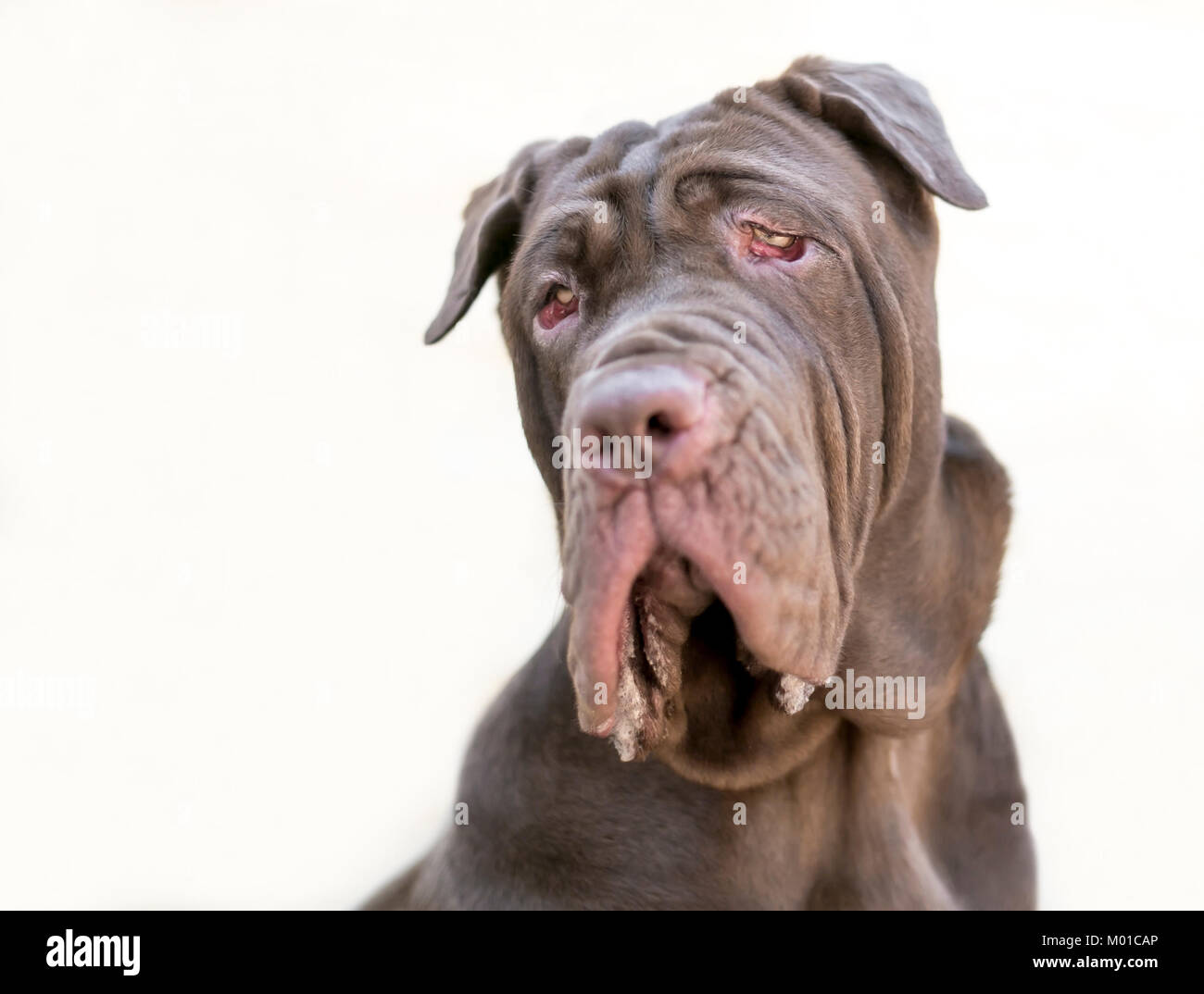 Un perro Mastín Napolitano Foto de stock