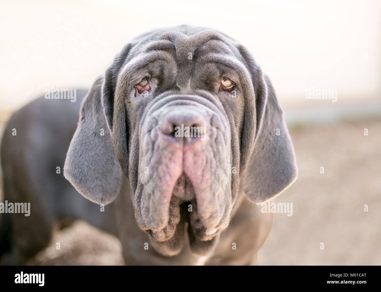 Un perro Mastín Napolitano Fotografía de stock - Alamy