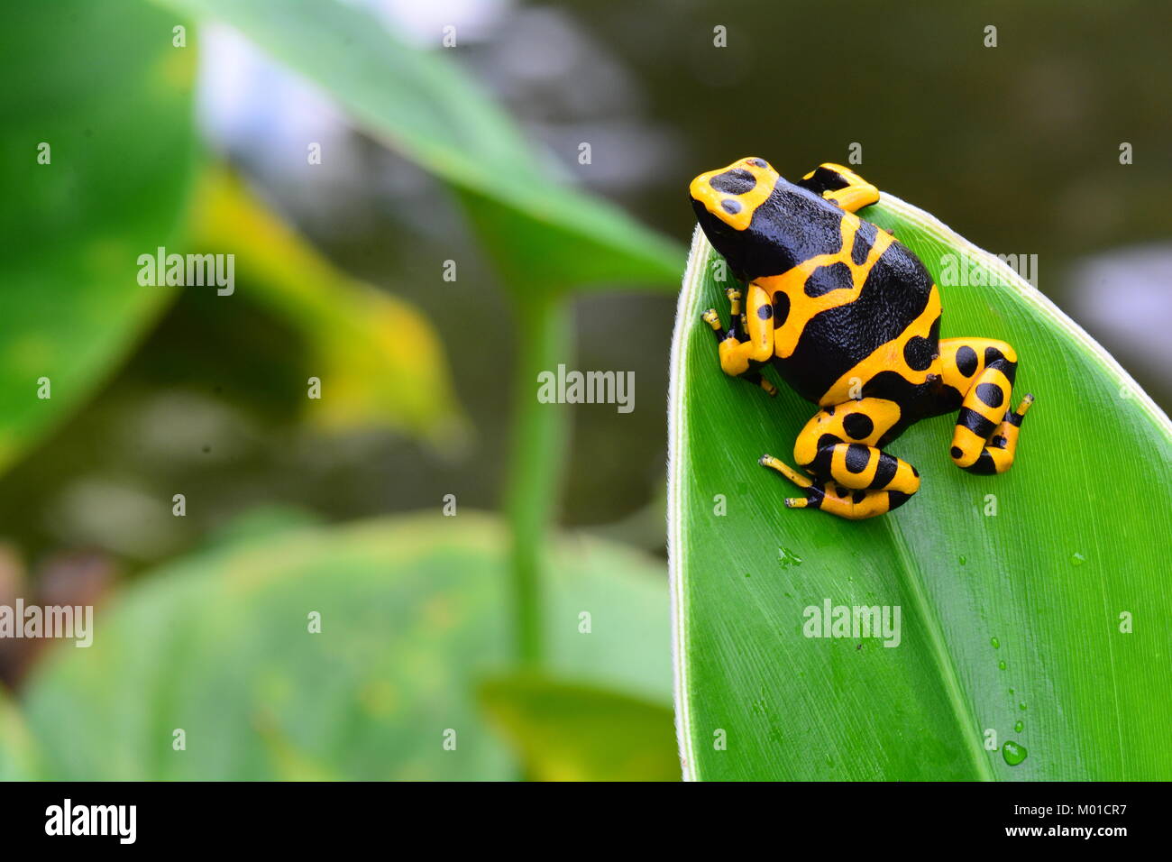 Un bonito color de abejorros poison dart frog descansa sobre una hoja vegetal en los jardines. Foto de stock