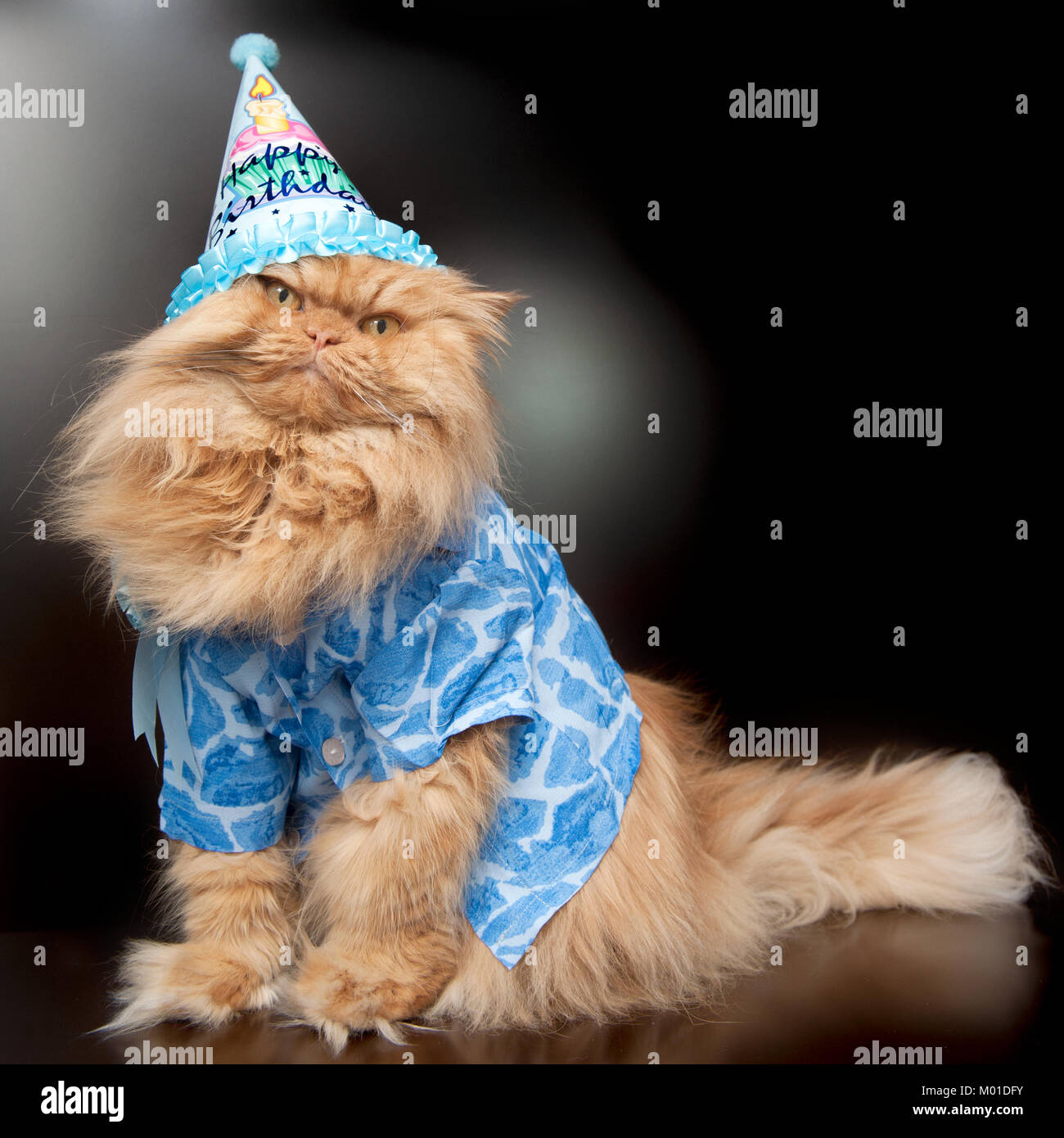 Gato persa naranja con sombrero de cumpleaños Foto de stock