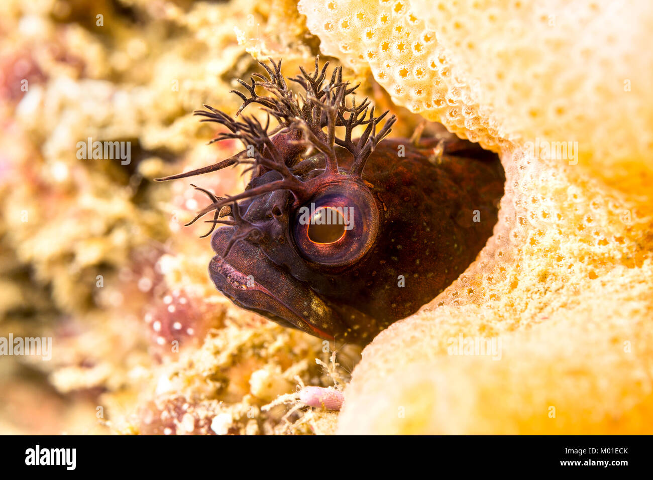Un pequeño pez blenny fringehead peeks de un agujero en un arrecife en el sur de California. Los animales son difíciles de encontrar y son pequeños y ocultar en el pequeño agujero. Foto de stock