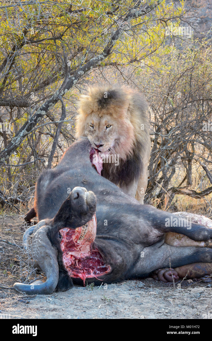 León macho (Panthera leo) en Cape buffalo (Syncerus caffer caffer) matar, Mountain zebra national park, Sudáfrica. Foto de stock