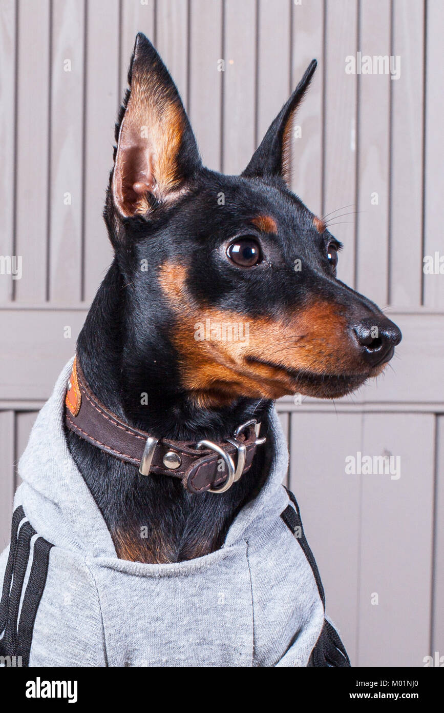 Doberman Pinscher. Un pequeño perro de negro-marrón sobre la mesa. de la ropa. Fondo gris boards.close-up Fotografía de stock - Alamy