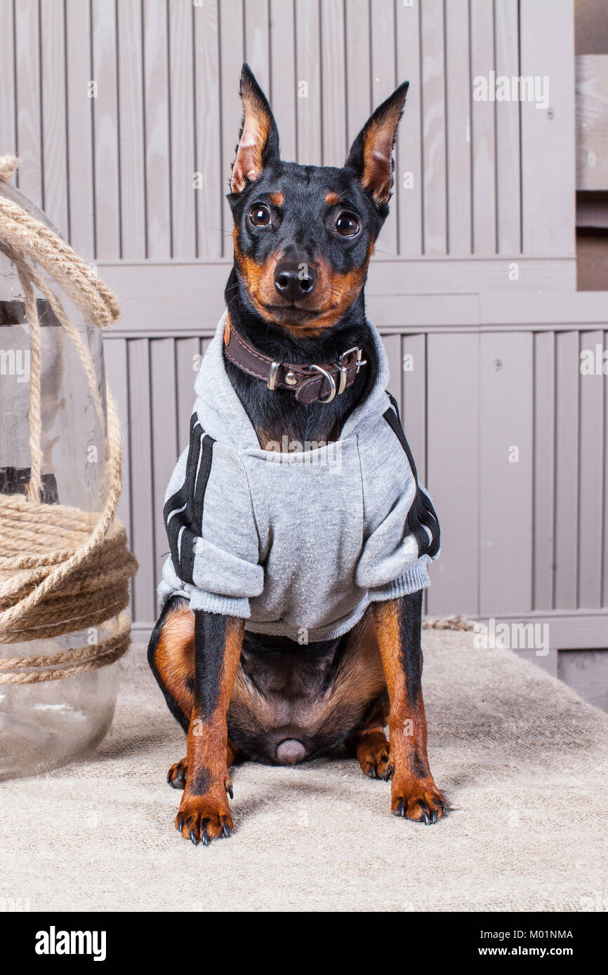 Doberman Pinscher. Un pequeño perro de color negro-marrón sobre mesa. Cachorro la ropa. Fondo gris boards.close-up Fotografía de stock - Alamy