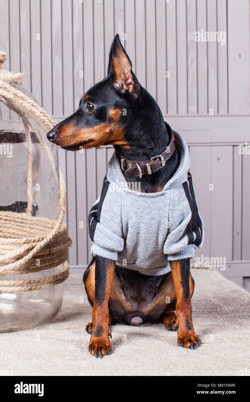 Doberman Pinscher. Un pequeño perro de color negro-marrón sobre la mesa.  Cachorro de la ropa. Fondo gris boards.close-up Fotografía de stock - Alamy