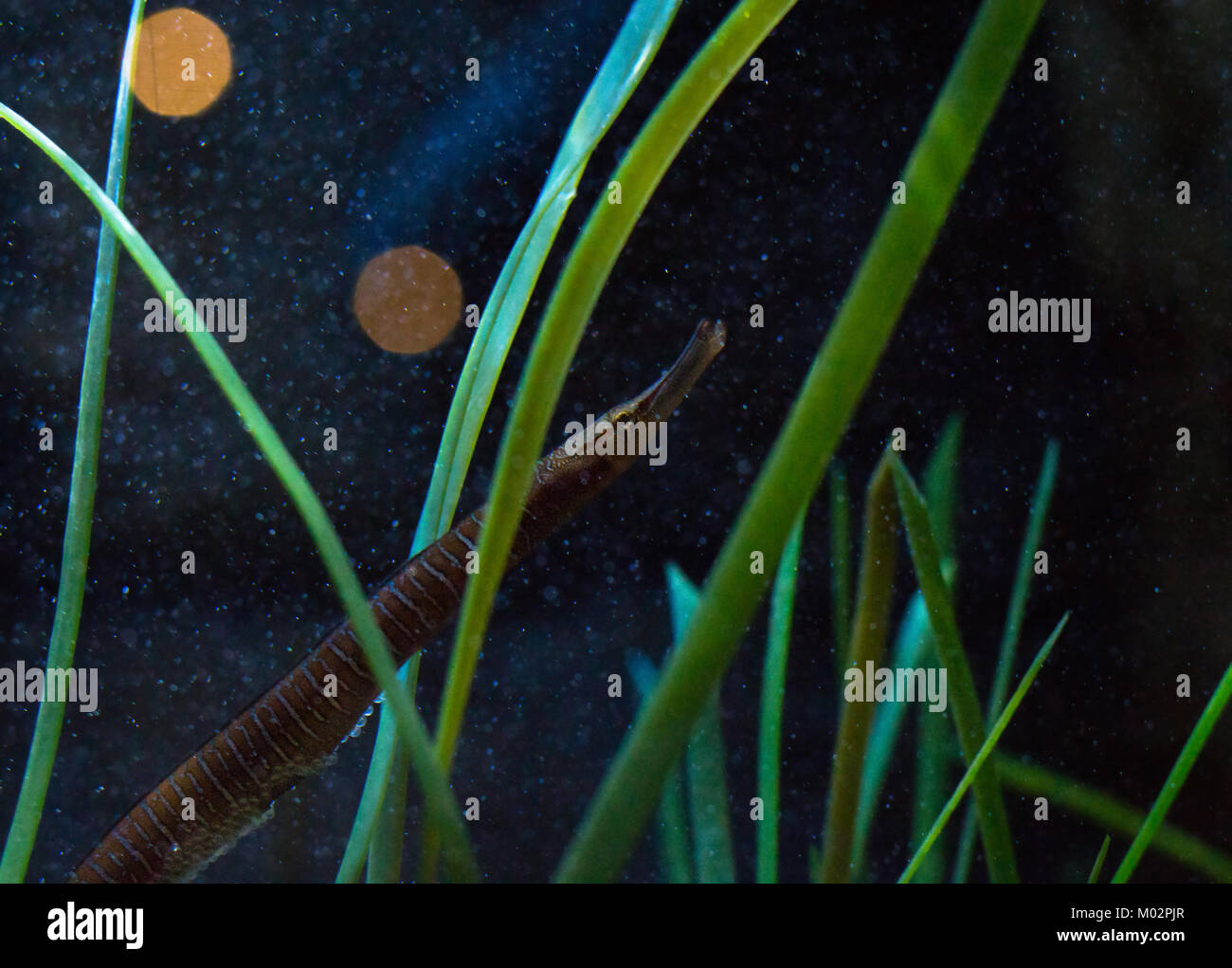 Agujas de mar nadando a través de la Hierba - agujas de mar nadando entre briznas de hierba con cientos de huevos sentando en su vientre Foto de stock