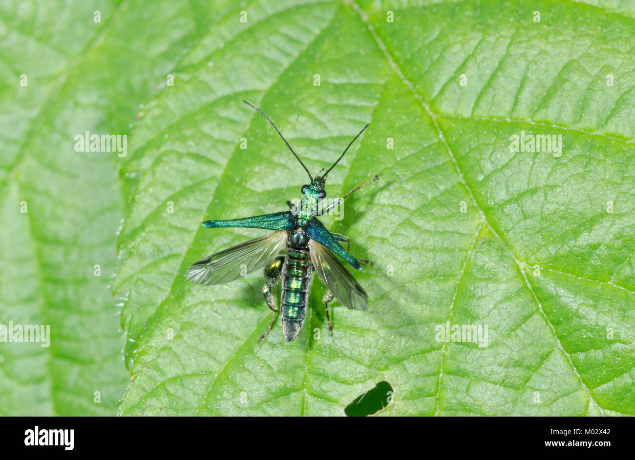 Flor de patas gruesas Escarabajo (Oedemera nobilis) macho de despegar. Insectos en vuelo. Sussex, UK Foto de stock