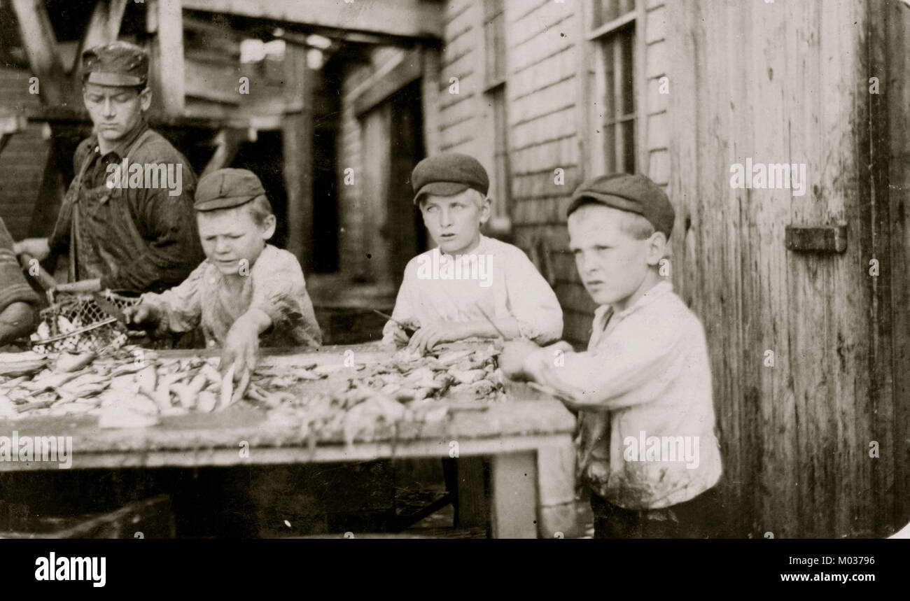 Cortadores de tres jóvenes que trabajan en Seacoast Canning Co. Foto de stock