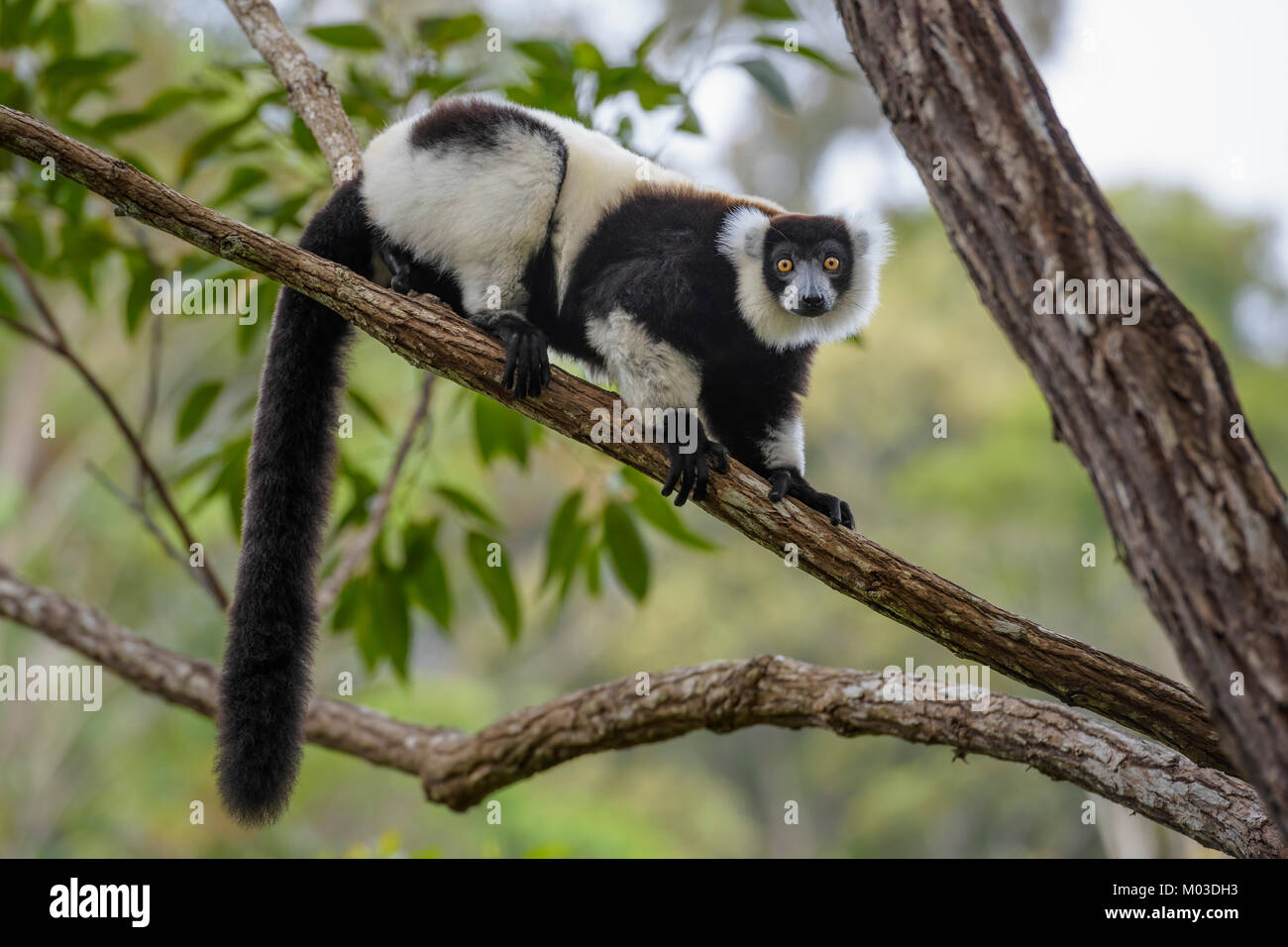 Blanco y negro - Ruffed Lemur Varecia variegata, Madagascar. Cute primate de Madagascar rain forest. Primate endemite críticamente amenazadas. Foto de stock