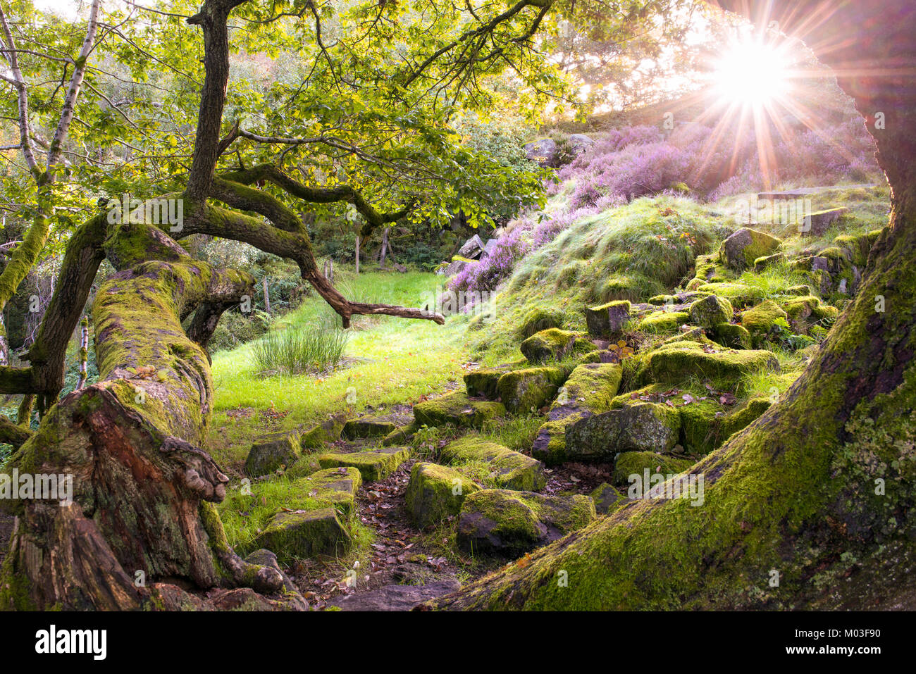 Arboles encantados fotografías e imágenes de alta resolución Alamy