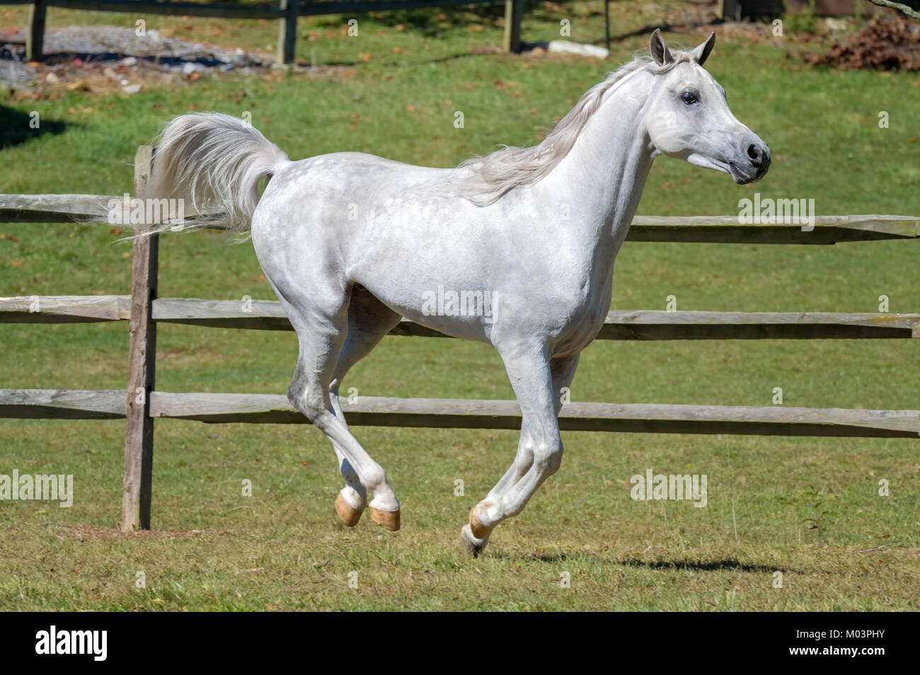Caballo que corre a lo largo de valla con las cuatro patas en el suelo, vista lateral de un hermoso blanco Arabian stallion en movimiento. Foto de stock