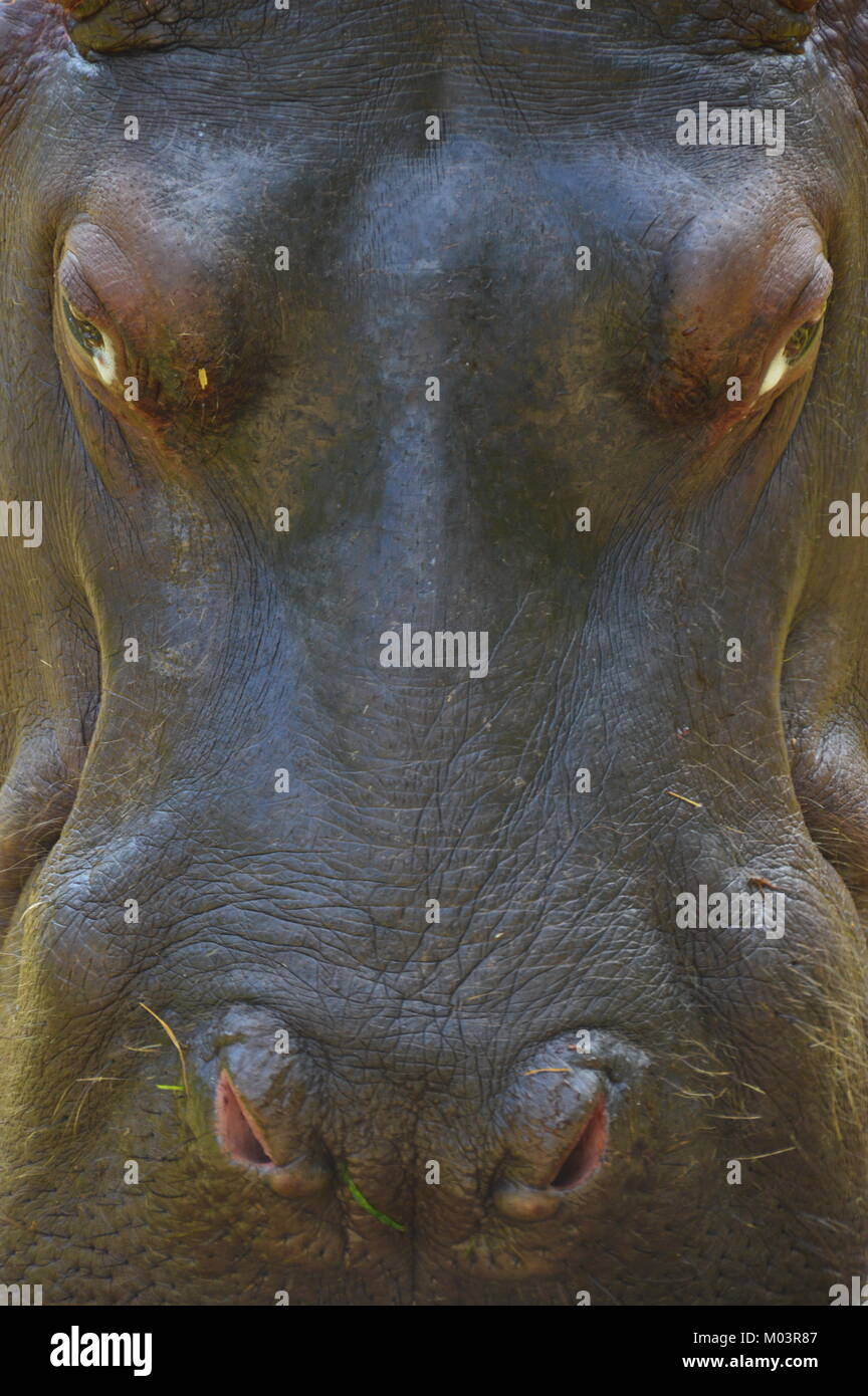 Cabeza de hipopótamo Foto de stock