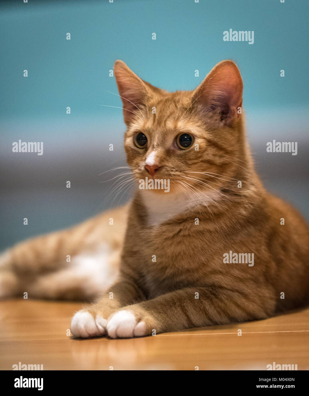 Un retrato de un gato atigrado o jengibre gatito Foto de stock