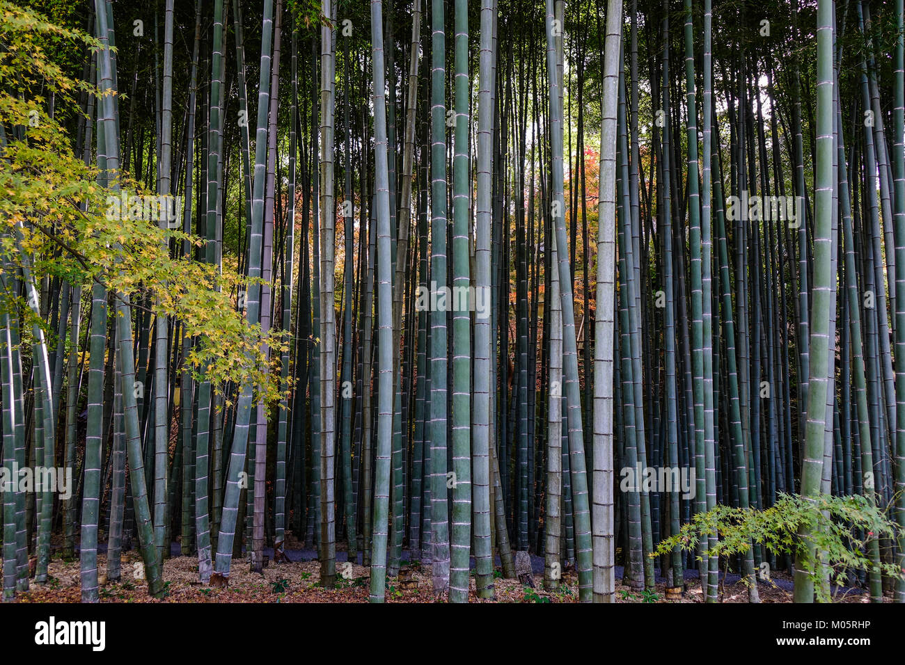 En el bosque de bambús pacífica en suaves tonos verdes. Bosque de bambú