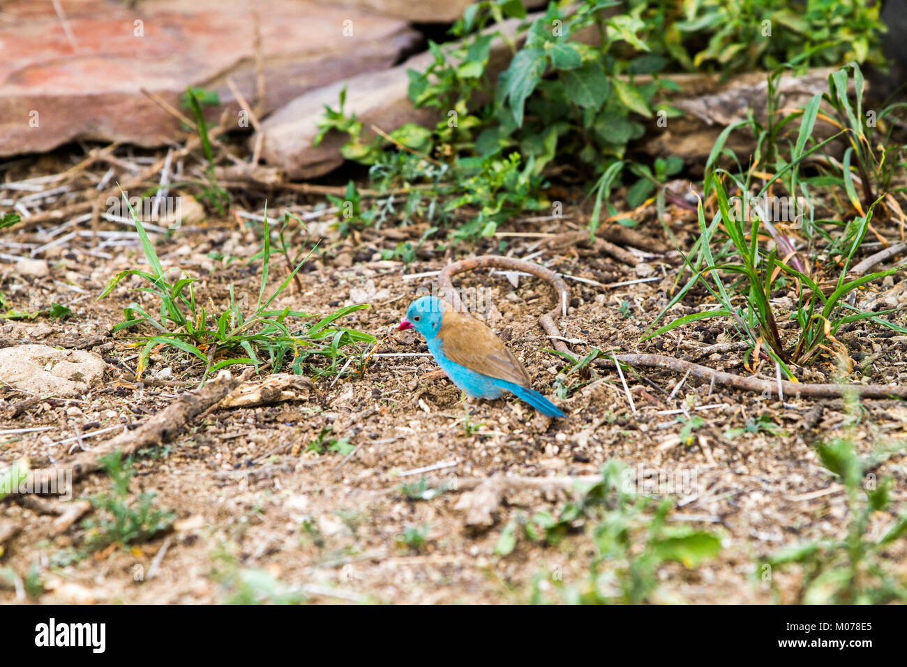 El azul-capped cordon-bleu o azul-capped cordonbleu (Uraeginthus cyanocephalus) en ecosistema Serengeti, Tanzania Foto de stock