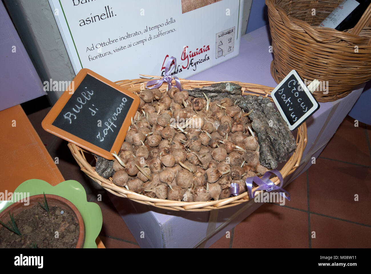 Azafrán bulbos para la venta en Città della Pieve, Umbría Fotografía de  stock - Alamy