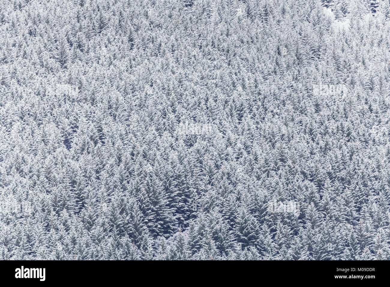 Glencoe, Reino Unido. 19 ene, 2018. Las fuertes nevadas y condiciones del invierno en las Highlands de Escocia, Reino Unido. Crédito: Julian Elliott/Alamy Live News Foto de stock