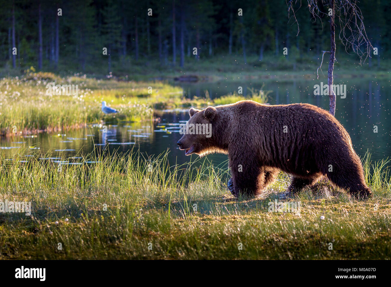 Un oso pardo macho salvaje en Finlandia. Foto de stock