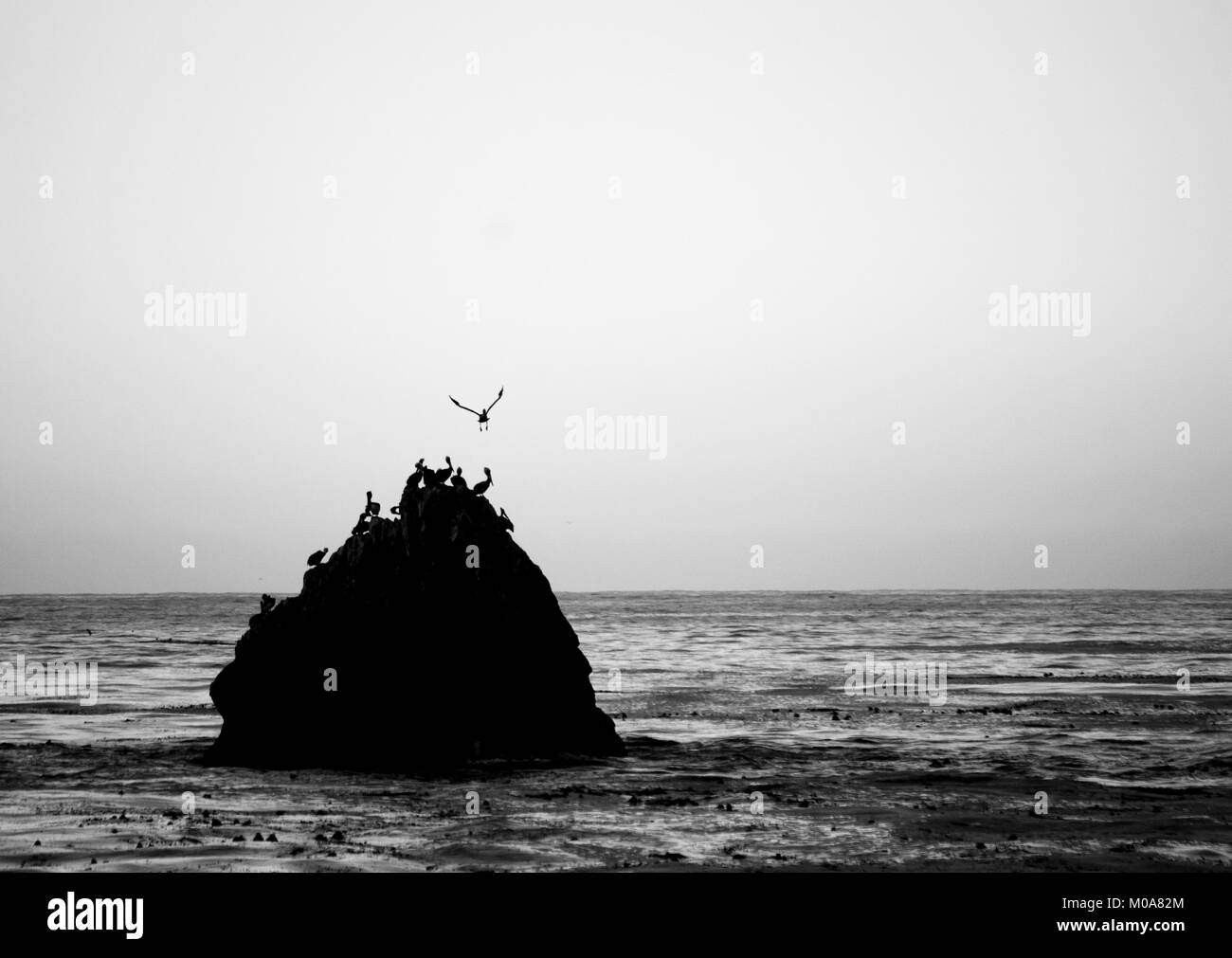 Silueta de pelícanos (Pelecanus onocrotalus) sobre una roca en el mar, Big Sur, California Foto de stock