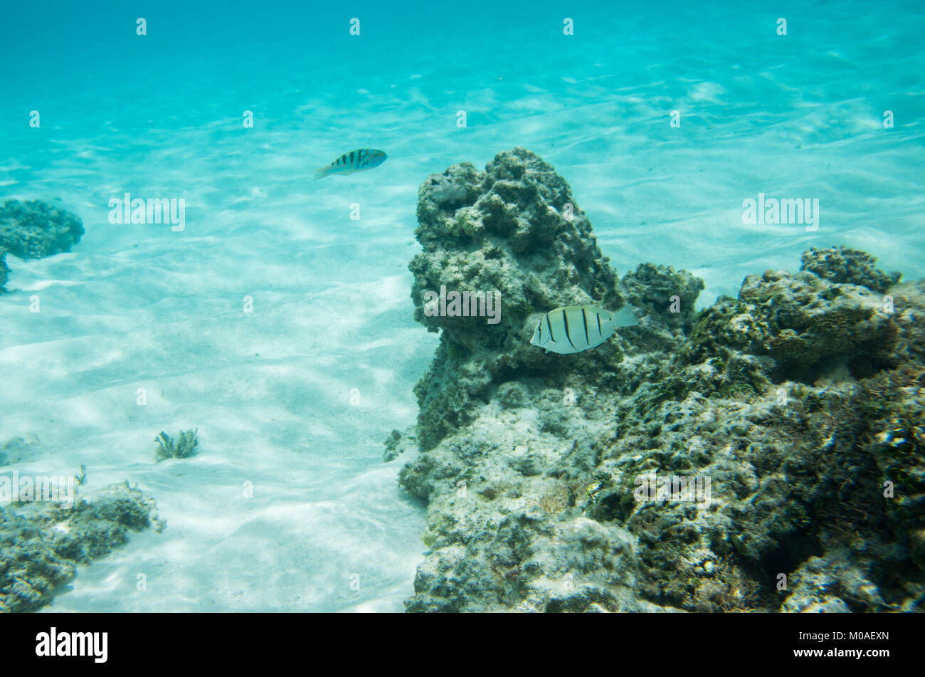 Condenar a Tang y seis bares de napoleón en el impresionante ecosistema de arrecife de coral en la costa de Playa en Yejele Tadine, Mare, Nueva Caledonia Foto de stock