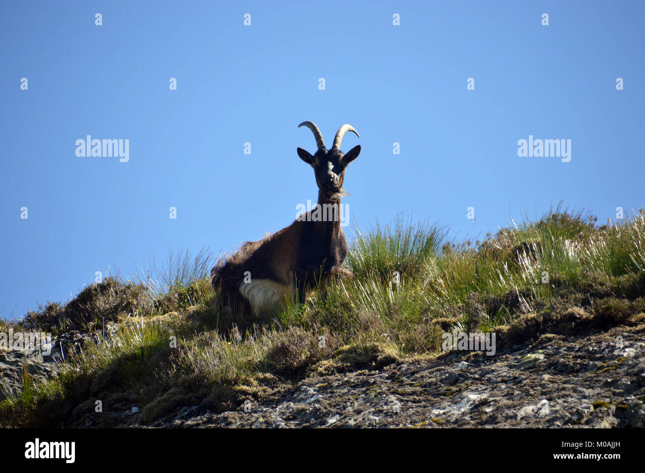 Cabra solitaria parte de un rebaño de cabras asilvestradas silvestres curiosos cerca de la Cumbre de la montaña escocés Beinn Corbett un Choin en las Tierras Altas de Escocia, Reino Unido. Foto de stock