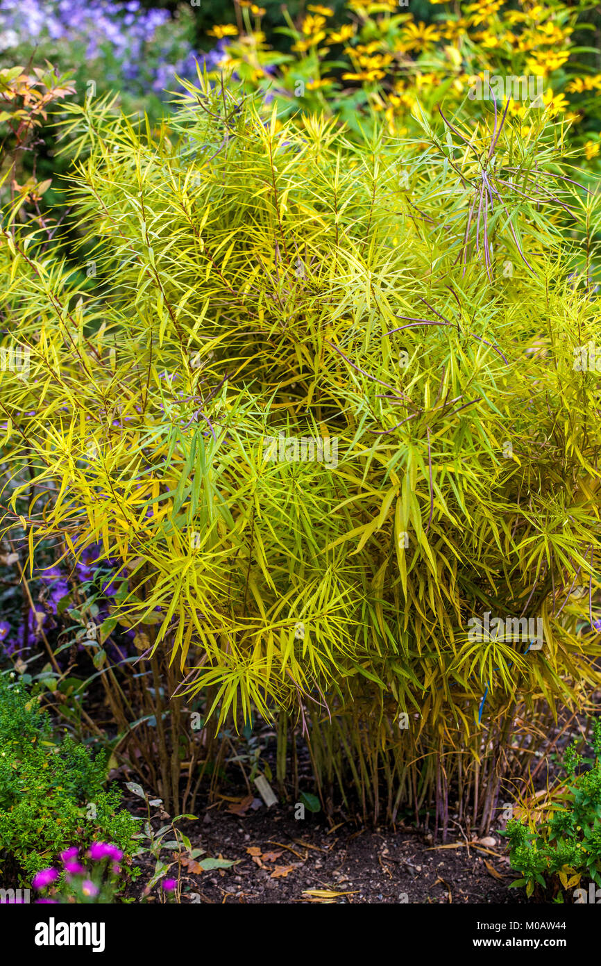 Amsonia 'organización cielos' otoño Foto de stock