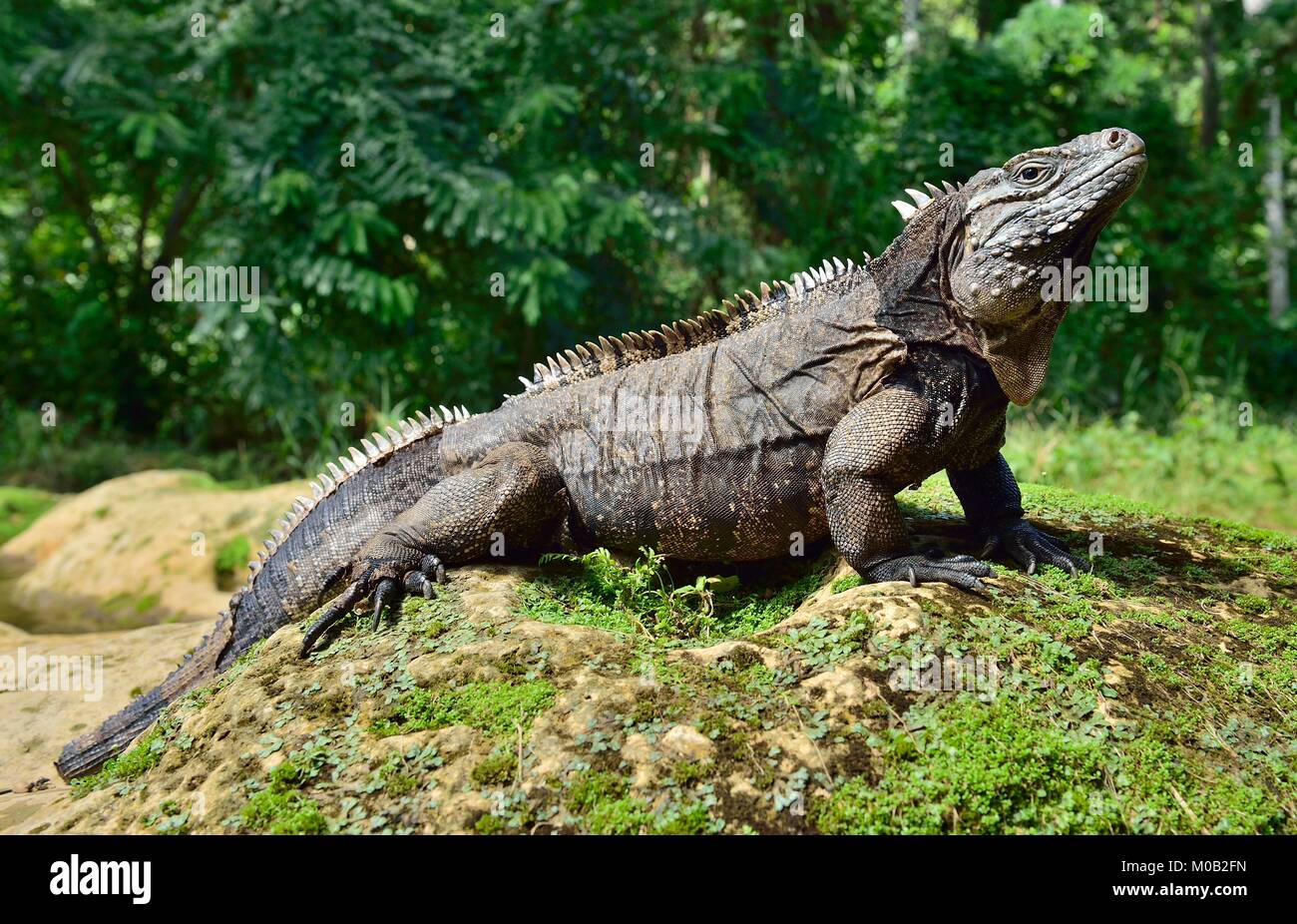 Rock cubano iguana (Cyclura nubila) Foto de stock