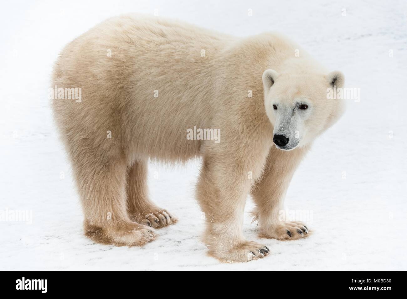 Vertical horizontal de un oso polar. Cerrar un retrato de un oso polar. Canadá Foto de stock