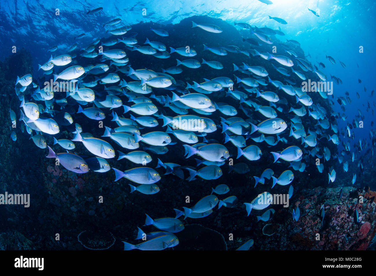 Una escuela de Pez Cirujano envoltura alrededor de una gran formación de corales en el sur del Parque Nacional Komodo en Indonesia. Flash de alto contraste fotografiados. Foto de stock