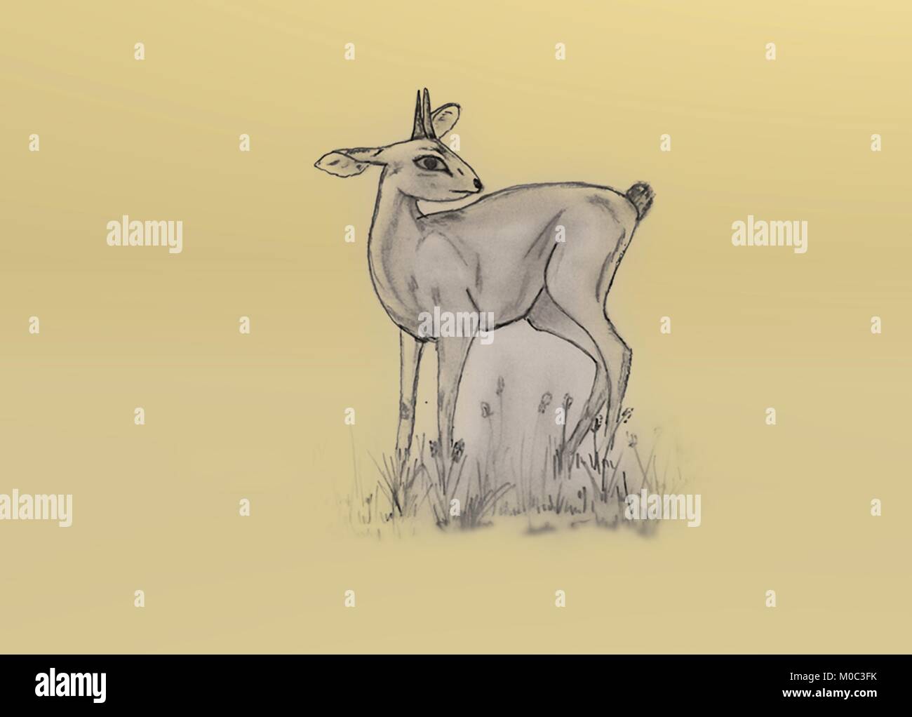 Pequeño antílope steenbok dibujo a lápiz. Imágenes de vida silvestre en suaves y colores pálidos de la naturaleza y los animales.con cuernos de mamíferos africanos. Ilustración del Vector